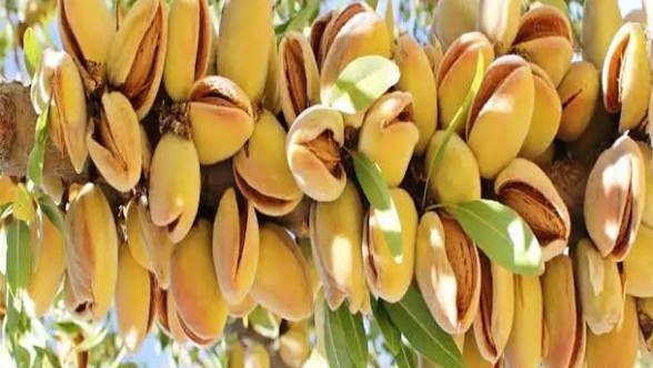 تصویر 5 از بادام شاهرودی مرغوب خرید به صرفه